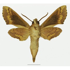 /filer/webapps/moths/media/images/B/butleri_Hippotion_AM_Basquinb.jpg