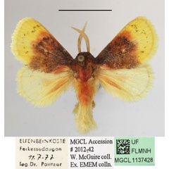 /filer/webapps/moths/media/images/P/purpuripulcra_Chrysamma_AM_MGCLa_04.jpg