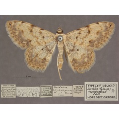 /filer/webapps/moths/media/images/N/nepheloperas_Scopula_PTM_OUMNHa_01.jpg