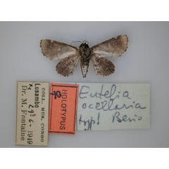 /filer/webapps/moths/media/images/O/ocellaria_Eutelia_HT_RMCA_02.jpg