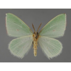 /filer/webapps/moths/media/images/P/pulchrifimbria_Omphacodes_A_ZSM_02.jpg