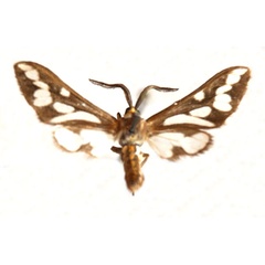 /filer/webapps/moths/media/images/B/buettikeri_Thyretes_AM_Stroehle.jpg