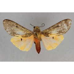 /filer/webapps/moths/media/images/N/neumanni_Teracotona_HT_BMNH.jpg