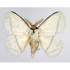 /filer/webapps/moths/media/images/N/nivea_Chrysopolomides_AM_Basquin_02.jpg