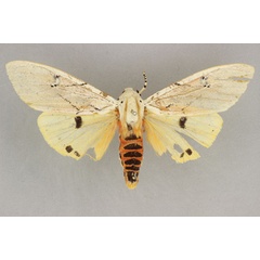 /filer/webapps/moths/media/images/D/delineata_Rhodogastria_ST_BMNH.jpg