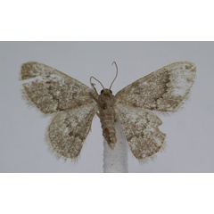 /filer/webapps/moths/media/images/P/pulvereisparsa_Neromia_A_JMonks_01.jpg