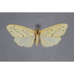 /filer/webapps/moths/media/images/B/bijuga_Exilisia_A_BMNH.jpg