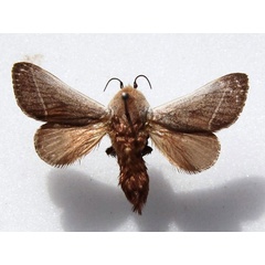 /filer/webapps/moths/media/images/A/albilinea_Latoia_A_Goff.jpg