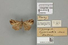 Hypena contortalis