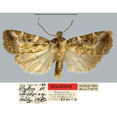 /filer/webapps/moths/media/images/S/schroederi_Elyptron_HT_MNHN.jpg