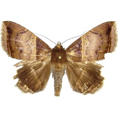 /filer/webapps/moths/media/images/M/mormoides_Achaea_AM_MCJM.jpg