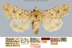 Cardepia affinis strobilacei