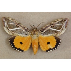 /filer/webapps/moths/media/images/M/materna_Eudocima_A_Butler_02.jpg