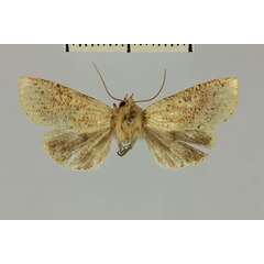 /filer/webapps/moths/media/images/H/herbuloti_Mythimna_AF_MNHN.jpg