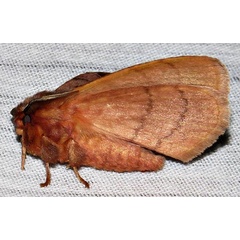 /filer/webapps/moths/media/images/A/angulata_Poloma_A_Braun_11.jpg