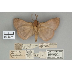 /filer/webapps/moths/media/images/M/megalosara_Eucapnodes_HT_OUMNH_02.jpg