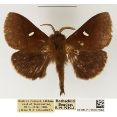 /filer/webapps/moths/media/images/A/albolunatus_Eupagopteryx_AM_NHMUK_01.jpg