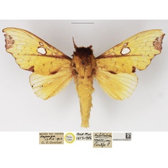 /filer/webapps/moths/media/images/R/regalis_Hypotrabala_PTM_NHMUK_01.jpg