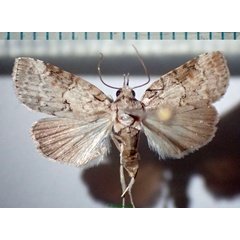 /filer/webapps/moths/media/images/M/mauritia_Nycteola_AF_Bippus.jpg