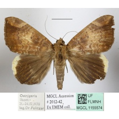 /filer/webapps/moths/media/images/E/ezea_Achaea_A_MGCLa_02.jpg