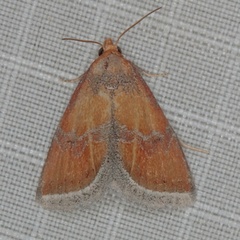 /filer/webapps/moths/media/images/I/illimitata_Eublemma_A_Heyns_01.JPG