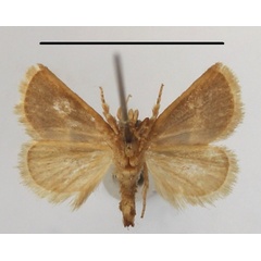 /filer/webapps/moths/media/images/E/extenuata_Halseyia_A_MGCLb_01.JPG