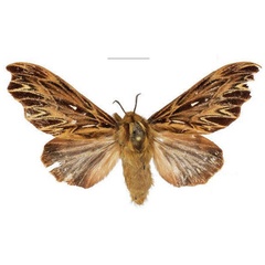 /filer/webapps/moths/media/images/E/editae_Leptometa_PTF_Mueller.jpg