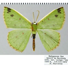 /filer/webapps/moths/media/images/G/griveaudi_Blechroneromia_AM_ZSMa.jpg