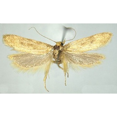 /filer/webapps/moths/media/images/O/ochroxantha_Scrobipalpa_PTF_TMSA_01.jpg