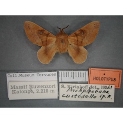 /filer/webapps/moths/media/images/C/custodella_Pachymetana_HT_RMCA_01.jpg