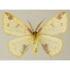 /filer/webapps/moths/media/images/P/peristoecha_Chrysocraspeda_AM_ZSMb.jpg