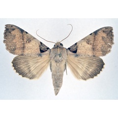 /filer/webapps/moths/media/images/K/korana_Serrodes_A_NHMO.jpg