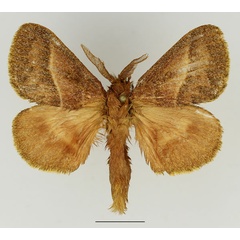 /filer/webapps/moths/media/images/V/venosa_Bombycopsis_AM_Basquin_02.jpg