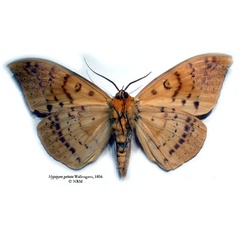 /filer/webapps/moths/media/images/G/guttata_Hypopyra_SNHM_02.jpg