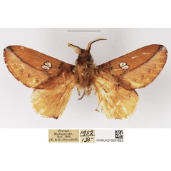 /filer/webapps/moths/media/images/M/malgassica_Callopizoma_AM_NHMUK.jpg