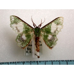 /filer/webapps/moths/media/images/P/perornata_Victoria_A_Revell.jpg