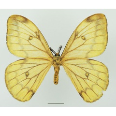 /filer/webapps/moths/media/images/A/ansorgei_Pseudaphelia_AF_Basquinb.jpg