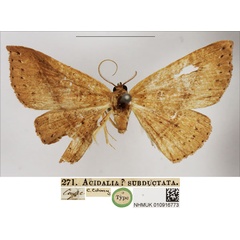 /filer/webapps/moths/media/images/S/subductata_Acidalia_HT_NHMUK.jpg