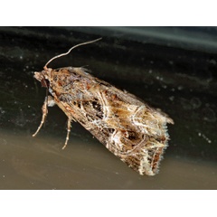 /filer/webapps/moths/media/images/Y/yerburii_Callopistria_A_Roland_01.jpg