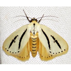 /filer/webapps/moths/media/images/B/bilinea_Grammarctia_A_Braun_06.jpg