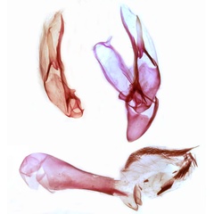 /filer/webapps/moths/media/images/M/metis_Proxenus_GMHT_TMSA_3114.jpg