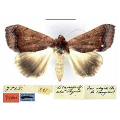 /filer/webapps/moths/media/images/L/lilaceofasciata_Pseudophia_ST_ZMHB.jpg