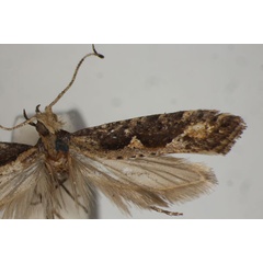 /filer/webapps/moths/media/images/O/oxylopha_Plutella_HT_BMNH.jpg