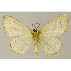 /filer/webapps/moths/media/images/S/sinnaria_Scopula_AF_ZSMb.jpg