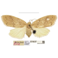 /filer/webapps/moths/media/images/P/pringlei_Spatulosia_PTF_NHMUK.jpg