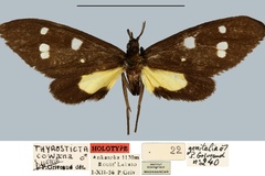 Thyrosticta cowani