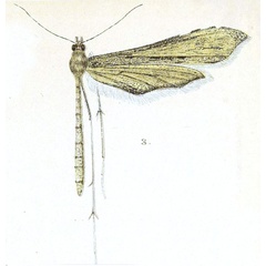 /filer/webapps/moths/media/images/M/malitiosa_Agdistis_HT_Meyrick_2-3.jpg