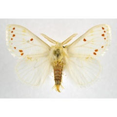 /filer/webapps/moths/media/images/N/neavei_Euproctis_AM_NHMO.jpg