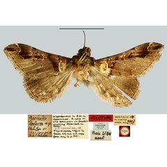 /filer/webapps/moths/media/images/T/testacea_Gaedeodes_HT_MNHN.jpg