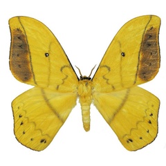 /filer/webapps/moths/media/images/A/auricolor_Maltagorea_AM_Basquin_01.jpg